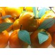 Foglie per frutta martorana Mandarino