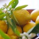 Stampo frutta martorana Limone
