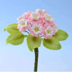 Ramo di Primula per decorazioni