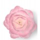 ROSA CINESE MEDIA OSTIA PZ.18 ROSA