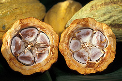 Semi burro di cacao